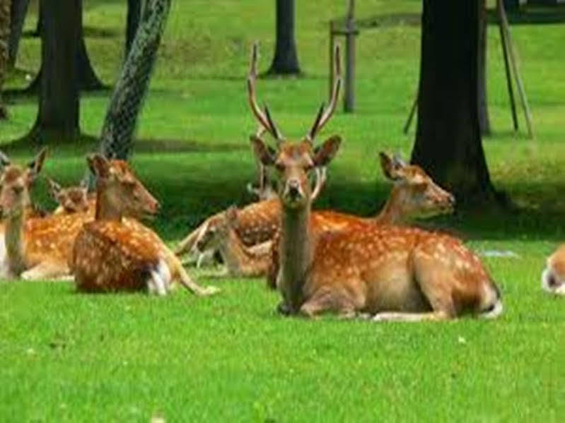 The Deer Park Inn Нара Екстериор снимка